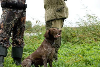 Jagt med hund - stødende og stående