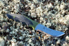 Brusletto - Skinner Jagtknive Brusletto 